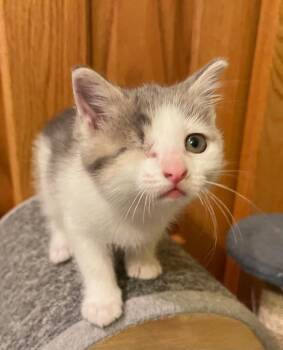 Domestic Short Hair Cats Available for Adoption in Dorr, Michigan - Lucie | PetCurious