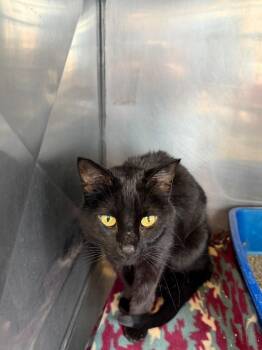 Domestic Short Hair Cats Available for Adoption - Kira | PetCurious