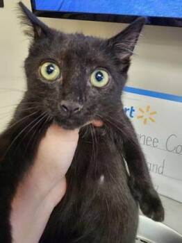 Thomas $75 Fostered -  Domestic Short Hair Cat for Adoption in Seneca, South Carolina - Thomas $75 Fostered | PetCurious