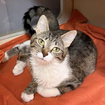 Whisper -  Domestic Short Hair Cat for Adoption in South Elgin, Illinois - Whisper | PetCurious