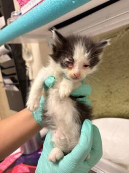 Domestic Short Hair Cats Available for Adoption in Riverside, California - CAPTAIN JACK | PetCurious