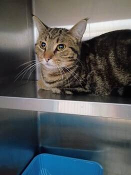 Domestic Short Hair Cats Available for Adoption - Laurel | PetCurious