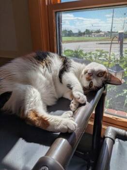 Monet -  Domestic Short Hair Cat for Adoption in Bridgewater, New Jersey - Monet | PetCurious
