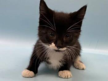 Gamma -  Domestic Short Hair Cat for Adoption in Woodbury, Minnesota - Gamma | PetCurious