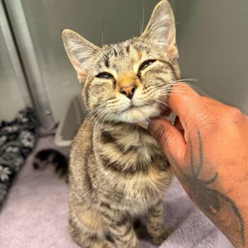 Indigo -  Domestic Short Hair Cat for Adoption in Saint Charles, Missouri - Indigo | PetCurious