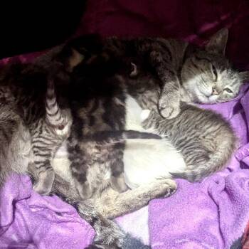 Strider -  Domestic Short Hair Cat Available for Adoption in Mt. Juliet, Tennessee - Strider | PetCurious