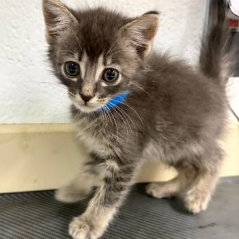 Simone -  Domestic Short Hair Cat for Adoption in Ardmore, Oklahoma - Simone | PetCurious