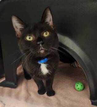 Misty -  Domestic Short Hair Cat for Adoption in Fishers, Indiana - Misty | PetCurious