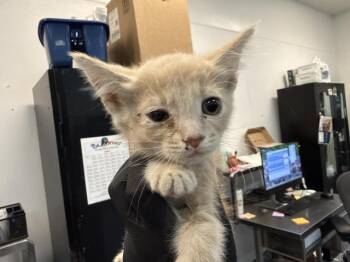 A1926625 -  Domestic Short Hair Cat for Adoption in Thousand Palms, California - A1926625 | PetCurious