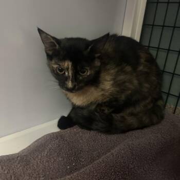 Tory -  Domestic Short Hair Cat for Adoption in Sarasota, Florida - Tory | PetCurious
