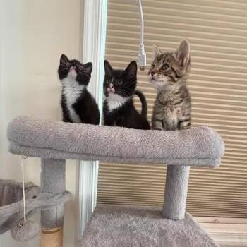 Asher -  Domestic Short Hair Cat for Adoption in Winchester, Virginia - Asher | PetCurious