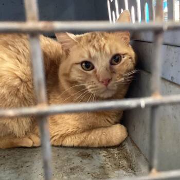 Domestic Short Hair Cats Available for Adoption - Sunshine | PetCurious