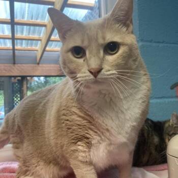 Sriracha -  Domestic Short Hair Cat for Adoption in New York, New York - Sriracha | PetCurious