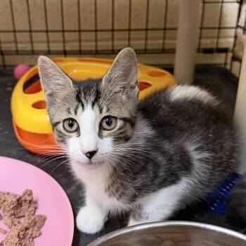 Cheddar -  Domestic Short Hair Cat for Adoption in Wantagh, New York - Cheddar | PetCurious