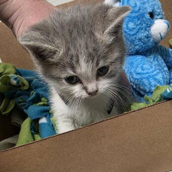 Esperanza -  Domestic Short Hair Cat for Adoption - Esperanza | PetCurious