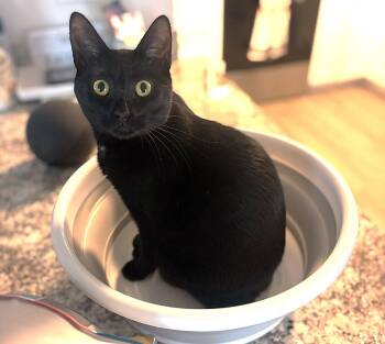 Domestic Short Hair Cats Available for Adoption in Fort Myers, Florida - Lyric | PetCurious