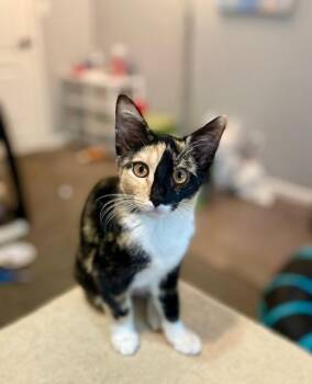 Sassy Pants -  Calico Cat for Adoption in Burnaby, British Columbia - Sassy Pants | PetCurious