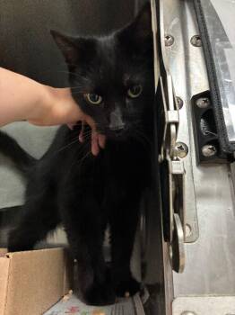 Salem Saberhagen -  Domestic Short Hair Cat for Adoption in Cincinnati, Ohio - Salem Saberhagen | PetCurious