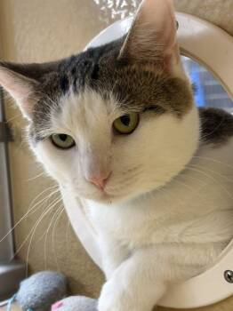 ROY 6500 -  Tabby Cat for Adoption in Waldorf, Maryland - ROY 6500 | PetCurious
