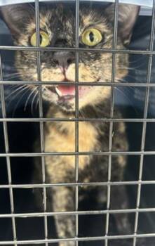 Rescue Domestic Short Hair Cats for Adoption in Palmetto, Florida - A131269 | PetCurious