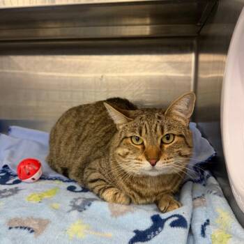 Daisy -  Domestic Short Hair Cat for Adoption in Buffalo, New York - Daisy | PetCurious