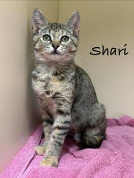 Shari -  Domestic Short Hair Cat for Adoption in Pawleys Island, South Carolina - Shari | PetCurious