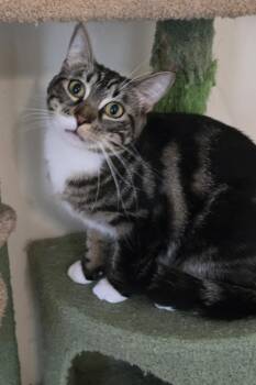 Biscuit Jones -  Domestic Short Hair and Tabby Cat for Adoption in Syracuse, New York - Biscuit Jones | PetCurious