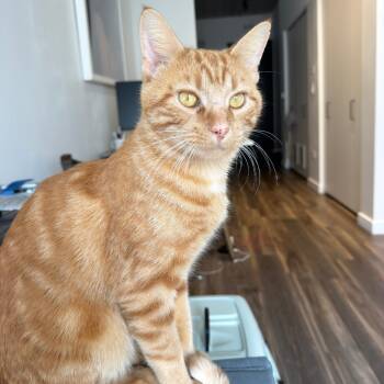 Fantastic Mr. Fox -  Domestic Short Hair Cat for Adoption in Evanston, Illinois - Fantastic Mr. Fox | PetCurious