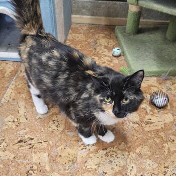 Jubilee -  Calico Cat for Adoption in Richmond, Virginia - Jubilee | PetCurious
