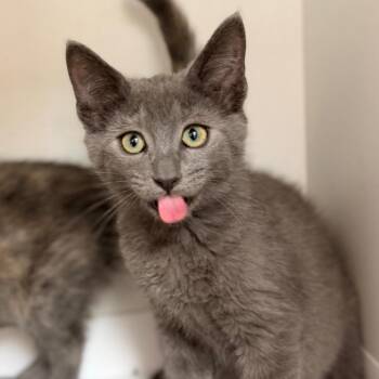 Chowder -  Domestic Short Hair Cat for Adoption in Champaign, Illinois - Chowder | PetCurious