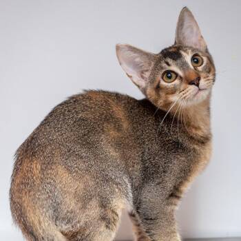 Catniss -  Domestic Short Hair Cat for Adoption in Hattiesburg, Mississippi - Catniss | PetCurious