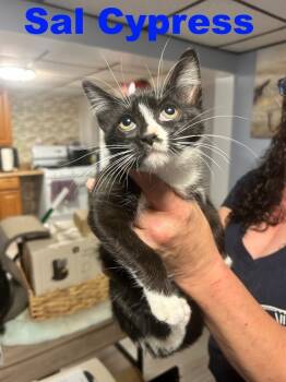 Rescue Domestic Short Hair Cats for Adoption in Westbury, New York - Sal Cypress | PetCurious