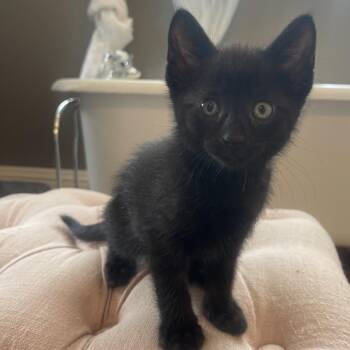 Bright White -  Domestic Short Hair Cat for Adoption in Rochester, Minnesota - Bright White | PetCurious