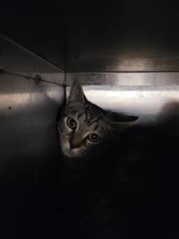 Rescue Domestic Short Hair Cats for Adoption in New Kensington, Pennsylvania - Jessie | PetCurious