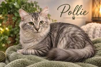 Pollie -  Tabby Cat for Adoption in Midlothian, Texas - Pollie | PetCurious