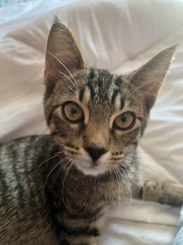 Rescue Domestic Short Hair Cats for Adoption in West Mifflin, Pennsylvania - Clove | PetCurious