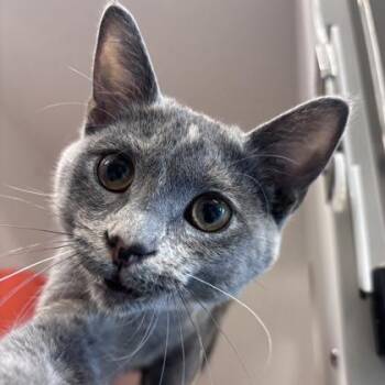 Stormy -  Domestic Short Hair Cat for Adoption in Janesville, Wisconsin - Stormy | PetCurious