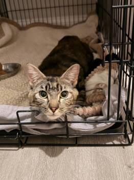 *Storybell -  Manx Cat for Adoption in Newnan, Georgia - *Storybell | PetCurious