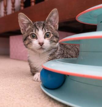 Domestic Short Hair Cats Available for Adoption - Cherry | PetCurious