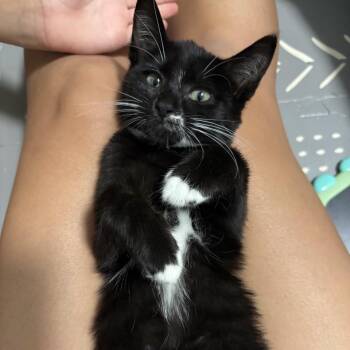 Cocoa Puffs -  Domestic Short Hair Cat for Adoption in Westminster, California - Cocoa Puffs | PetCurious
