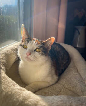 Rescue Domestic Short Hair Cats for Adoption in Groveland, Massachusetts - Nola | PetCurious