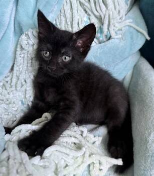 SYRAX -  Domestic Short Hair Cat for Adoption in Tustin, California - SYRAX | PetCurious