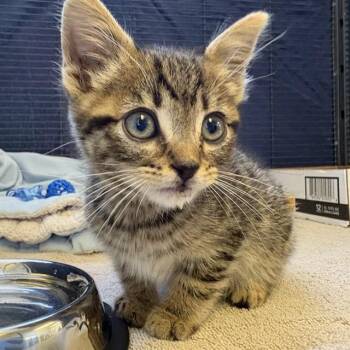 PICKLES -  Domestic Short Hair Cat for Adoption in Rancho Cucamonga, California - PICKLES | PetCurious