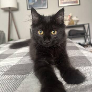 Judy -  Domestic Long Hair Cat for Adoption in Evanston, Illinois - Judy | PetCurious