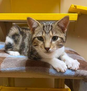 Prince Naveen -  Domestic Short Hair Cat for Adoption in Maryville, Missouri - Prince Naveen | PetCurious