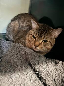 Barry -  Domestic Short Hair Cat for Adoption in Little Elm, Texas - Barry | PetCurious