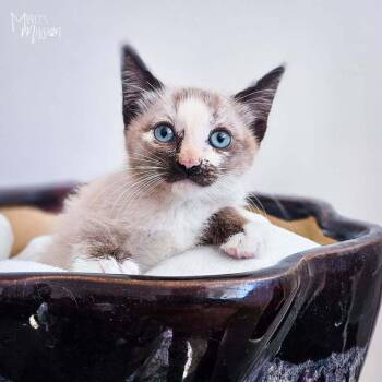 Katia -  Domestic Short Hair and Siamese Cat for Adoption in Spokane, Washington - Katia | PetCurious