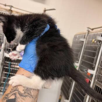 Nibs (Duo) -  Domestic Medium Hair Cat for Adoption in TIMBERCRK CYN, Texas - Nibs (Duo) | PetCurious