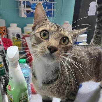 Gonzo -  Domestic Short Hair Cat for Adoption in Graham, Texas - Gonzo | PetCurious