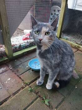 Penny -  Domestic Short Hair Cat for Adoption in Middle Township, New Jersey - Penny | PetCurious